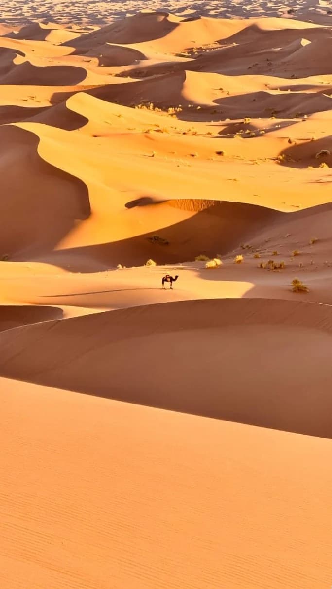Gentle Camel Getaway