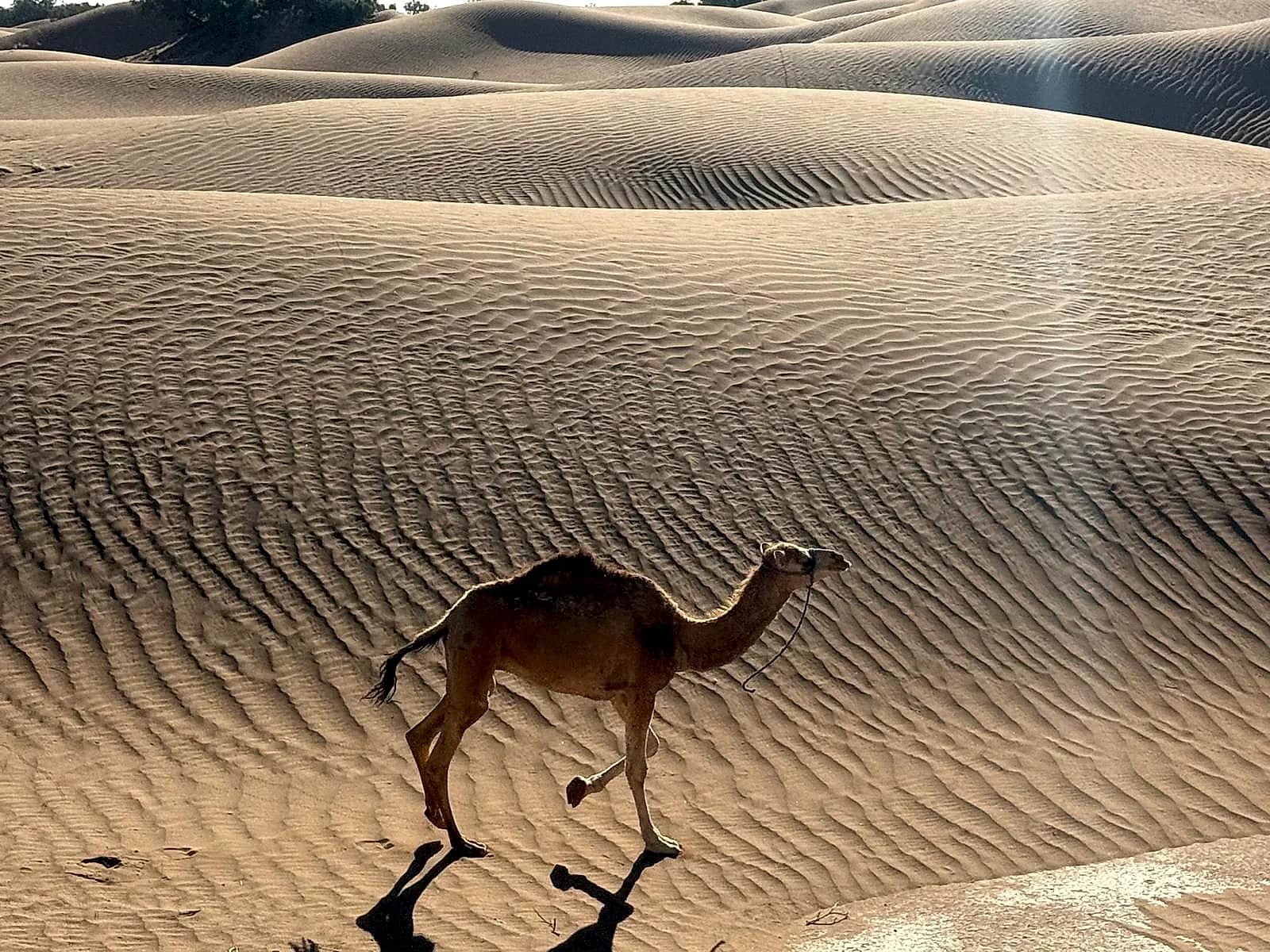 Wind-sculpted Saharan sand ripple texture