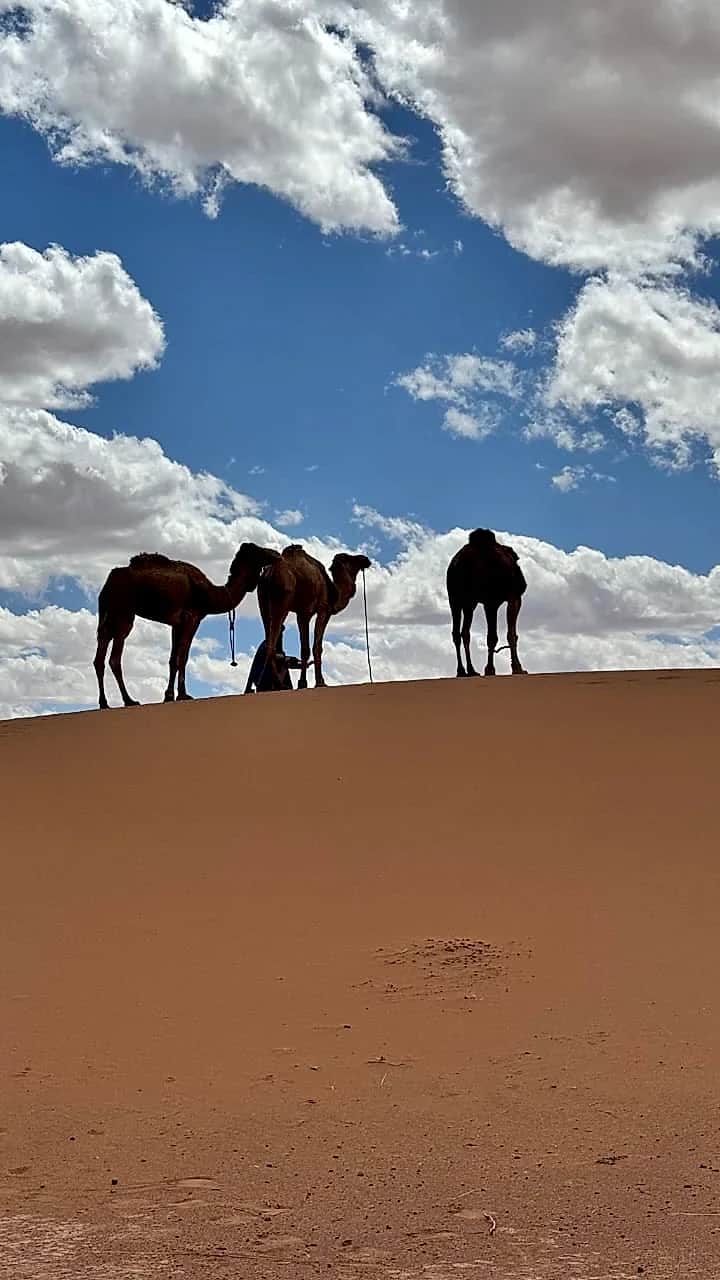 Camels on the dune crest against dramatic clouds
