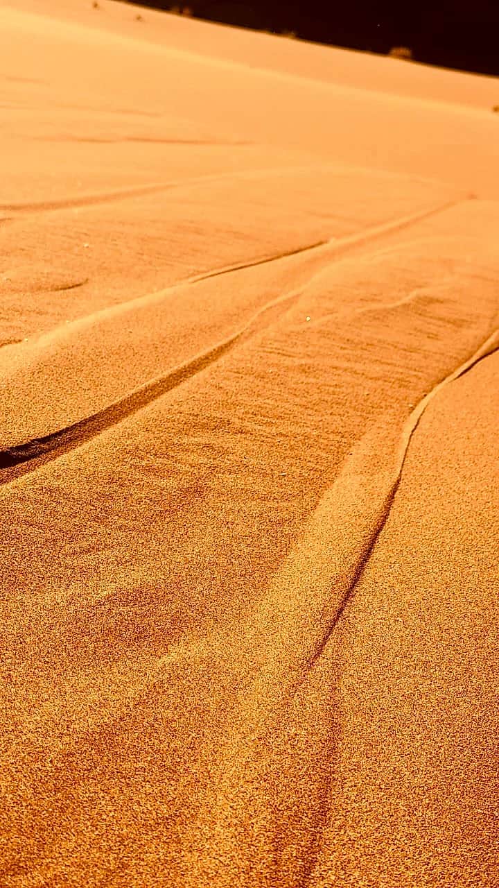 Ephemeral wind tracks on golden dune crests