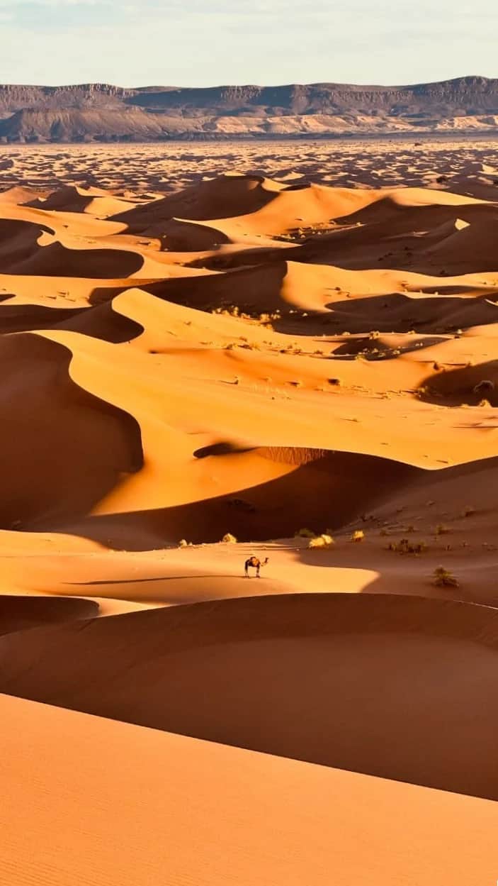Solitary camel climbing the golden slope