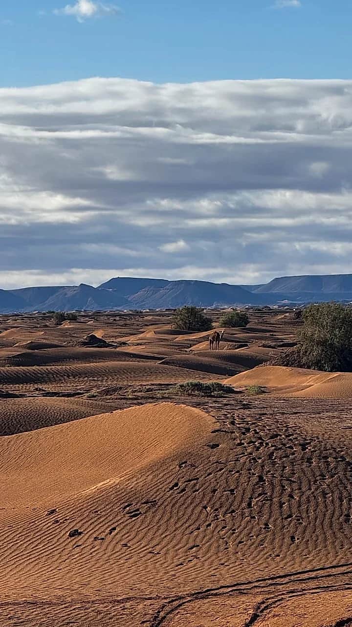 Native nomad guide leading the desert crossing